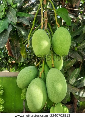 As the name suggests this mango has a sweet taste like honey even though the flesh is still white. This type of mango has almost the same size as the manalagi mango.