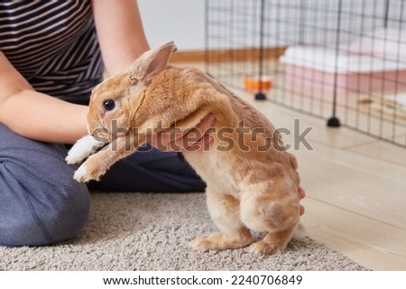 Thoroughbred decorative rabbit mini rex in the hands of the owner close-up. The cage or aviary is in the background in the room