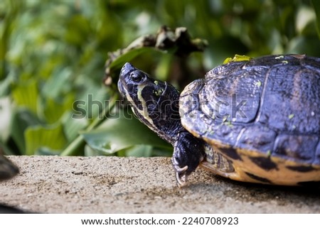 A turtle in focus in Botanical Garden
