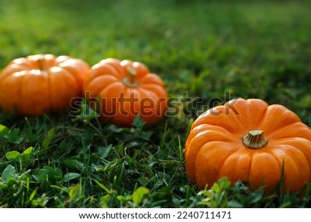 Fresh ripe orange pumpkins on green grass, space copy text