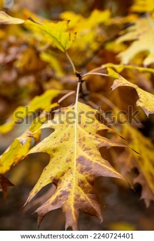 Calm fall season. Maple leaves on sunny beautiful nature autumn background. Horizontal autumn banner with Maple leaf of red, yellow and green color.