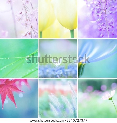 Beautiful flowers in different seasons
