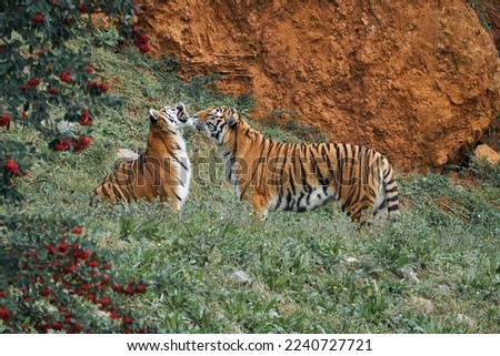 Beautiful couple of bengal tigers sniff each other and show their teeth ready to play in the natural park of cabarceno, in cantabria, spain, europe