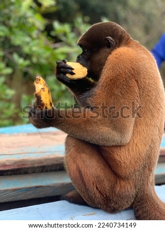 The monkey eats a banana from his native land in the jungle. Close-up photo. Vertical. Cute brown monkey in the wild