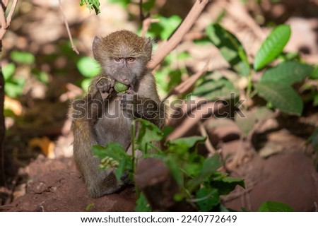 Baboon in the forest of Lake Manyara National Park, Tanzania