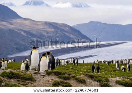 King Penguin colony in South Georgia, Fortuna Bay.  Royalty-Free Stock Photo #2240774581