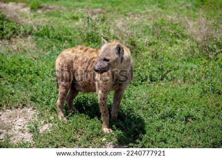 Spotted Hyena on the plains of the Serengeti National Park, Tanzania, Africa