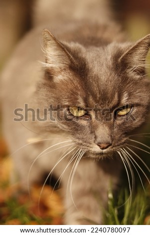 image of a well-groomed house cat on the grass