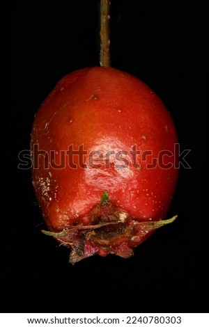 Common Hawthorn (Crataegus monogyna). Fruit Closeup Royalty-Free Stock Photo #2240780303