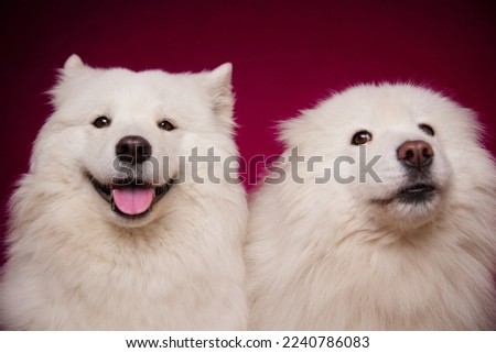 Two funny dogs with their tongues hanging out on a burgundy background. A dog with a suspicious face. Funny memes. Cute Samoyed dogs. Royalty-Free Stock Photo #2240786083