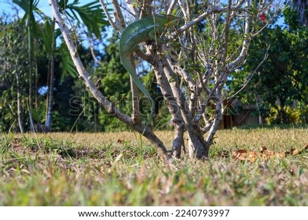 Wild chameleon closeup picture, chameleon walking on branch in bush.