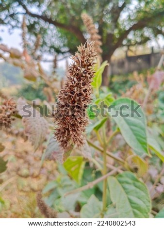 Agastache foeniculum (Agastache anethiodora (Nutt.) Britton), commonly called anise hyssop, blue giant hyssop, Fragrant giant hyssop, or the lavender giant hyssop,