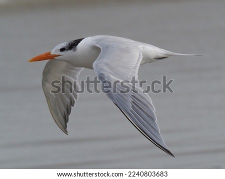 Winter plumage Royal Tern in flight Royalty-Free Stock Photo #2240803683