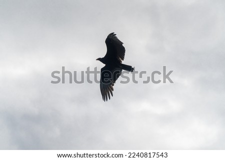 The bald eagle (Haliaeetus leucocephalus) is a bird of prey found in North America. Everglades National Park, Florida.