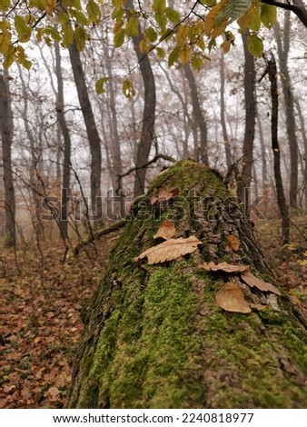 A mossy fallen tree in an autumn forest.