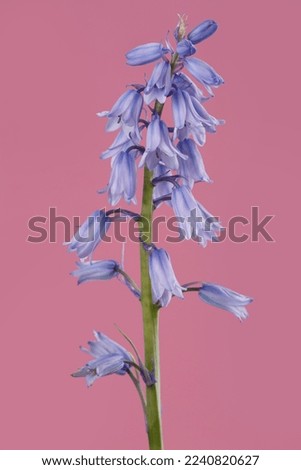 Lilac flowers hosts isolated on pink background.