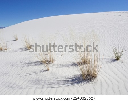Vegetation and grass growing on white sand dunes in White Sands National Park, New Mexico