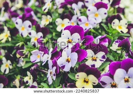Beautifully bloomed wild pansy flowers in outdoor garden