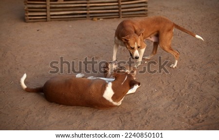 animal closeup: horizontal photography of two Gambian street dogs and a small puppy playing together in the sand, outdoors on a sunny day, in the Gambia, Africa