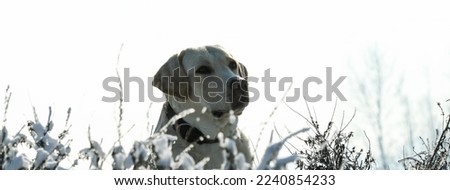 Horizontal banner or header with a Labrador retriever outdoor on the snow in winter. Main focus on the dog's eyes