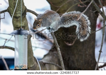 Close up from Gray Squirrel on tree looking to bird feeder in winter time