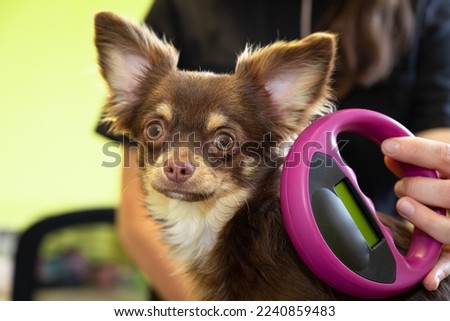 
microchip reading on a dog at the vet Royalty-Free Stock Photo #2240859483