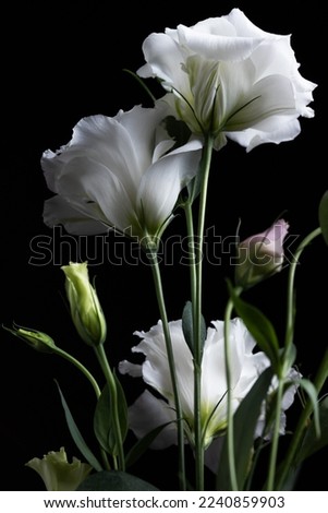 Eustoma russellianum isolated on black background, white flowers bouquet for flowers shop advertisement or postcards and wallpapers, close up photo Royalty-Free Stock Photo #2240859903