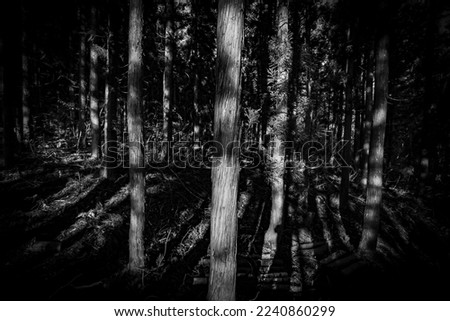 Black and White composition of a series of tree trunks in a forest in Japan. 