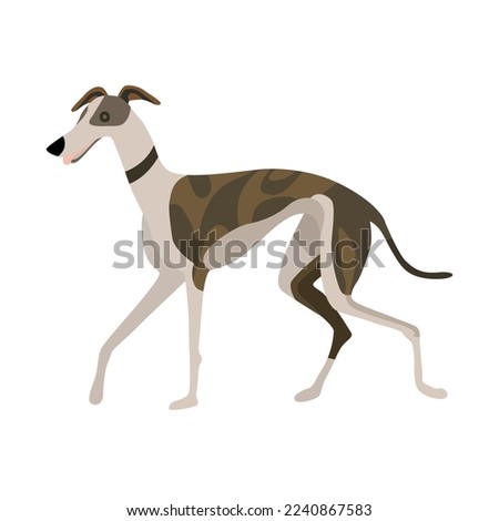Whippet - stylized hand drawn vector illustration. Flat color design.