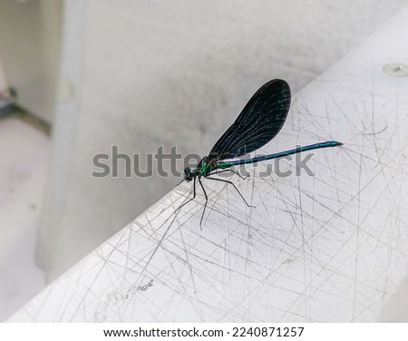 22.06.2021. Kragujevac, Serbia. Outdoor photoshoot of insect dragonfly with wings in selective focus. Blue tones.