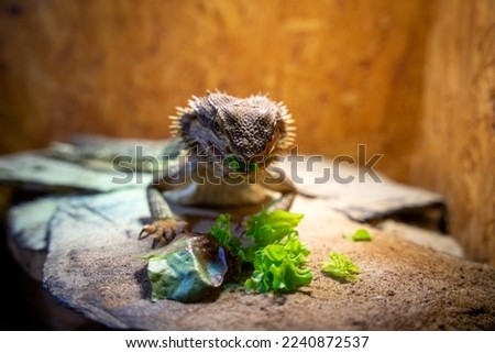 A nice close up of a bearded dragon in a terrarium eating salat