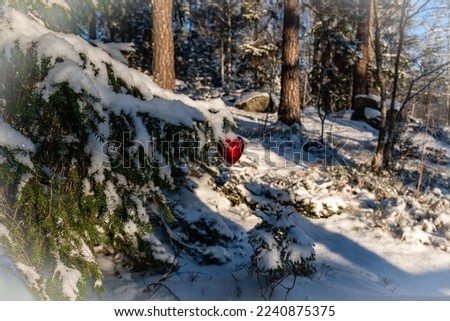 Beautiful pine Christmas tree branch covered with white snow. Amazing red Christmas toy. Heart shape. New year view concept background. 25 December. 1 January. Winter snowy fairy tale forest woods. 