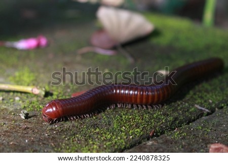 brown red millipede bypass the garden pathway