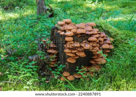 Collection of mushrooms on a stump in a forest with lots of ground vegetation, picture from Mellansel, Vasternorrland Sweden.