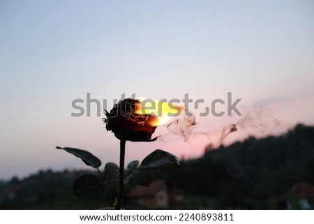 Red rose set on fire during sunset