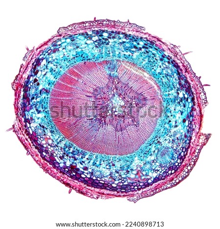 Pine tree stem, cross section, 20X light micrograph. Conifer tree in the genus Pinus of the family Pinaceae, C.S. under the light microscope. Stained for better visualization. Isolated, over white. Royalty-Free Stock Photo #2240898713