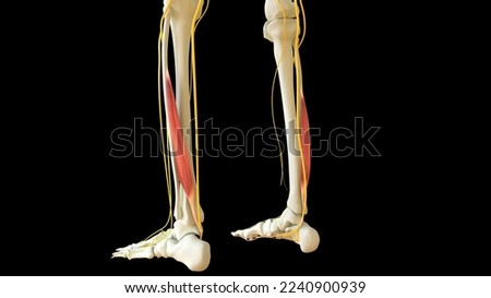 Flexor Hallucis Longus Muscle anatomy for medical concept 3D illustration