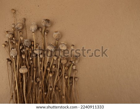 Dried poppies on carton background. Winter or autumn floral design of flowers poppies. 