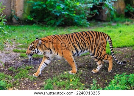 The tiger walks in search. Background with selective focus and copy space for text
