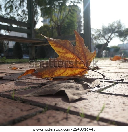 Autumnal yellow leaf lying on the ground