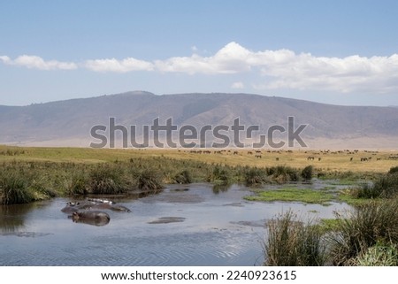 Hippopotami in a pond and zebras in a dry field in the Ngorongoro crater in Tanzania.