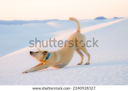 Dog Doing Yoga in White Sands Desert Royalty-Free Stock Photo #2240928327