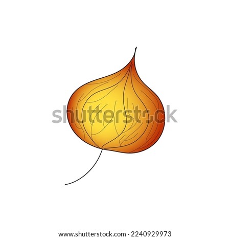 Physalis. Autumn Bud of Physalis. Hand drawn Vector Illustration isolated on white background. Red bud with veined leaves. Red and Orange Colors. For posters, patterns, greeting cards