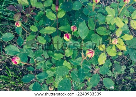 Red roses bush, top view. Composition of unopened rose buds among the green leaves for publication, poster, calendar, post, screensaver, wallpaper, postcard, banner, website. High quality photography