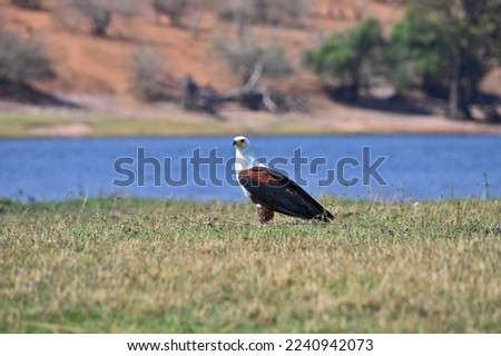 An African fish eagle at Chobe national park, in Botswana