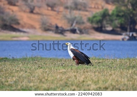 An African fish eagle at Chobe national park, in Botswana
