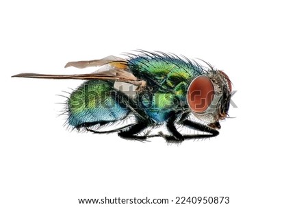 Fly isolated on white background

