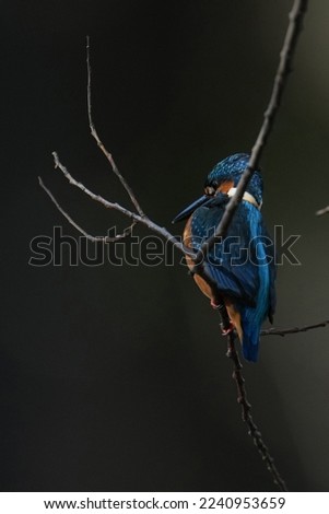 kingfisher flies in a pond