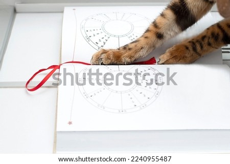 Animal influencer. Beautiful striped paws of a Bengal cat lie on a book about astrology and zodiac signs. Concept. Close-up. soft focus Royalty-Free Stock Photo #2240955487