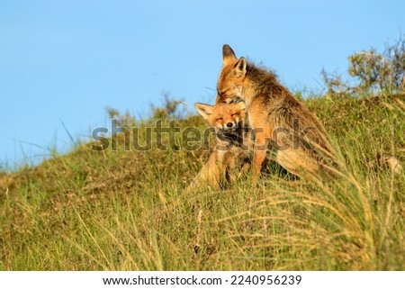 Mother Red Fox Washing Her Cub's Head